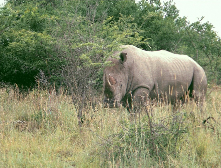Een neushoorn